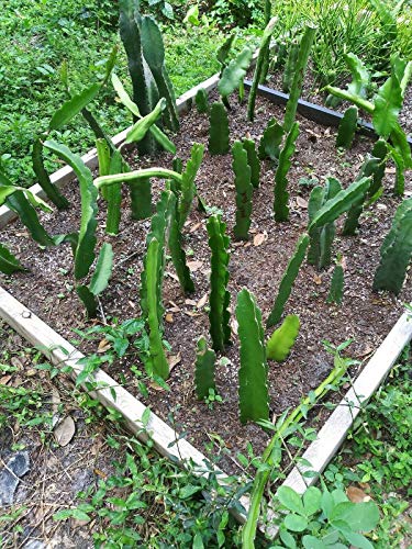 12" Dragon Fruit Cactus Plant W/ Pot Hylocereus Undatus Pitaya Self Pollinating #TOP1