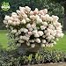 50 semillas de vainilla fresa hortensia de flores para plantar en maceta...