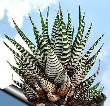Zebra Plant - Haworthia fasciata - Easy to grow/Hard to kill Succulent- 2.5 Pot