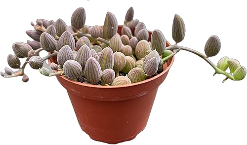 Miniatura 3 de Suculentas raras Aeonium 'Mbach' (4 pulgadas), plantas suculentas vivas completamente enraizadas en macetas, regalo único para recuerdos de boda,