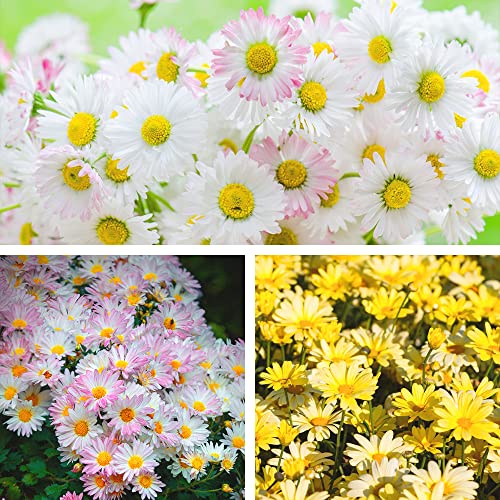 1000+ Mix Color Daisy Seeds Non-Gmo Perennial Flowers Garden Plants Seeds For Planting Outdoors #TOP6