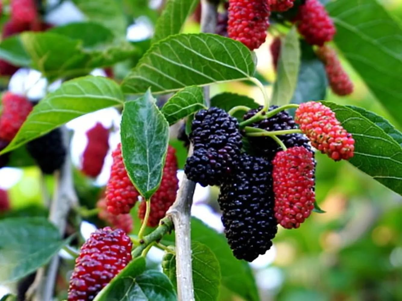 See full amazon price history chart for Bahan Traders Dwarf Sweet Mulberry Plant Shahtoot Tree All Season Bearing Fruit 1 Healthy Live Plant Size- 1.5 Ft. to 2 Ft. Bahan Traders Dwarf Sweet Mulberry Plant Shahtoot Tree All Season Bearing Fruit 1 Healthy Live Plant Size- 1.5 Ft. to 2 Ft. (B0CGBFR9GS) Amazon Price History, Amazon Price Tracker