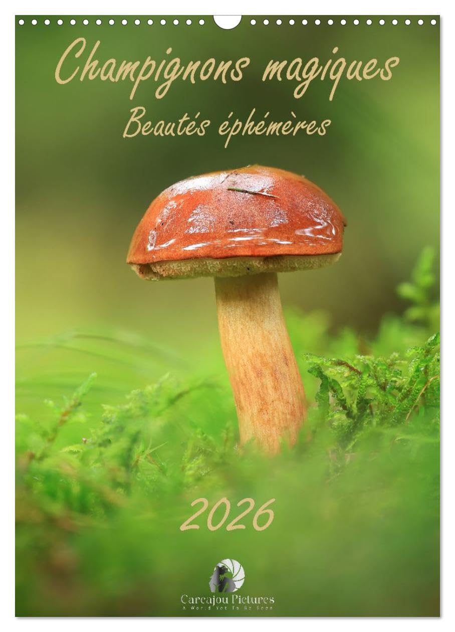 Champignons magiques, Beautés éphémères (Calendrier mural 2026 DIN A3 horizontal)