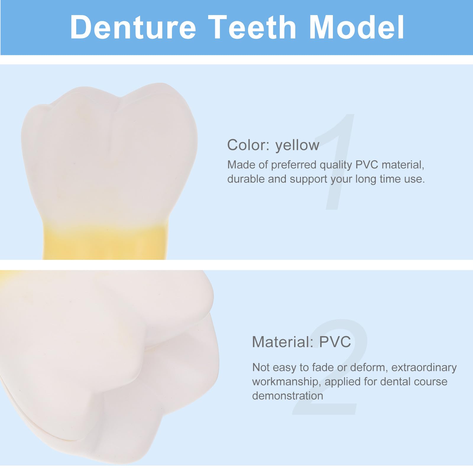 OUNONA Anatomisches für Zahnärztliche Demonstration und Ausbildung Molarenmodell aus Pvc Leichtes Tragbares Modell für Dentalunterricht und Kliniken