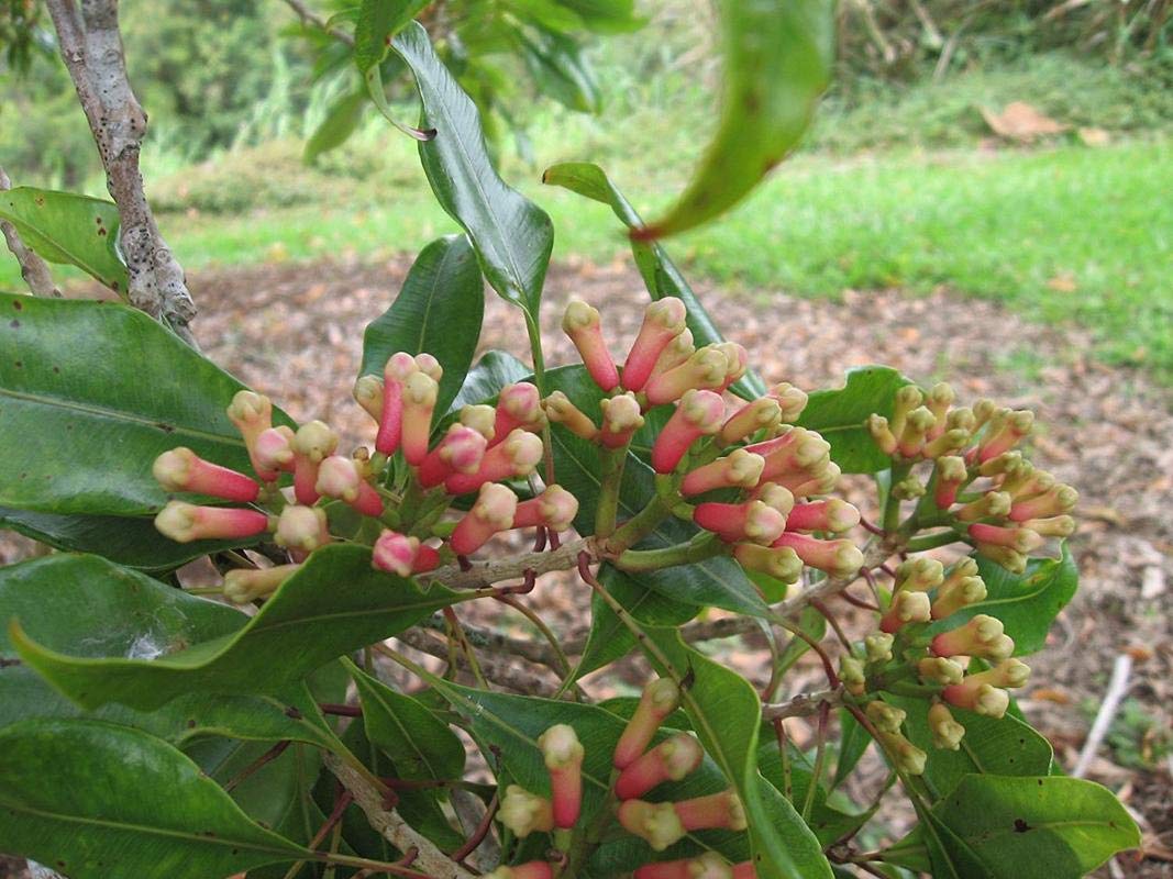 Plants Point Live Clove Plant Syzygium aromaticum Labongo Laung Plant Plants (B081P359VT) Amazon Price History, Amazon Price Tracker