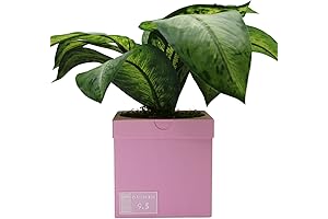 Nike Pink Plant Pot - A Fresh Pair For Your Plants!