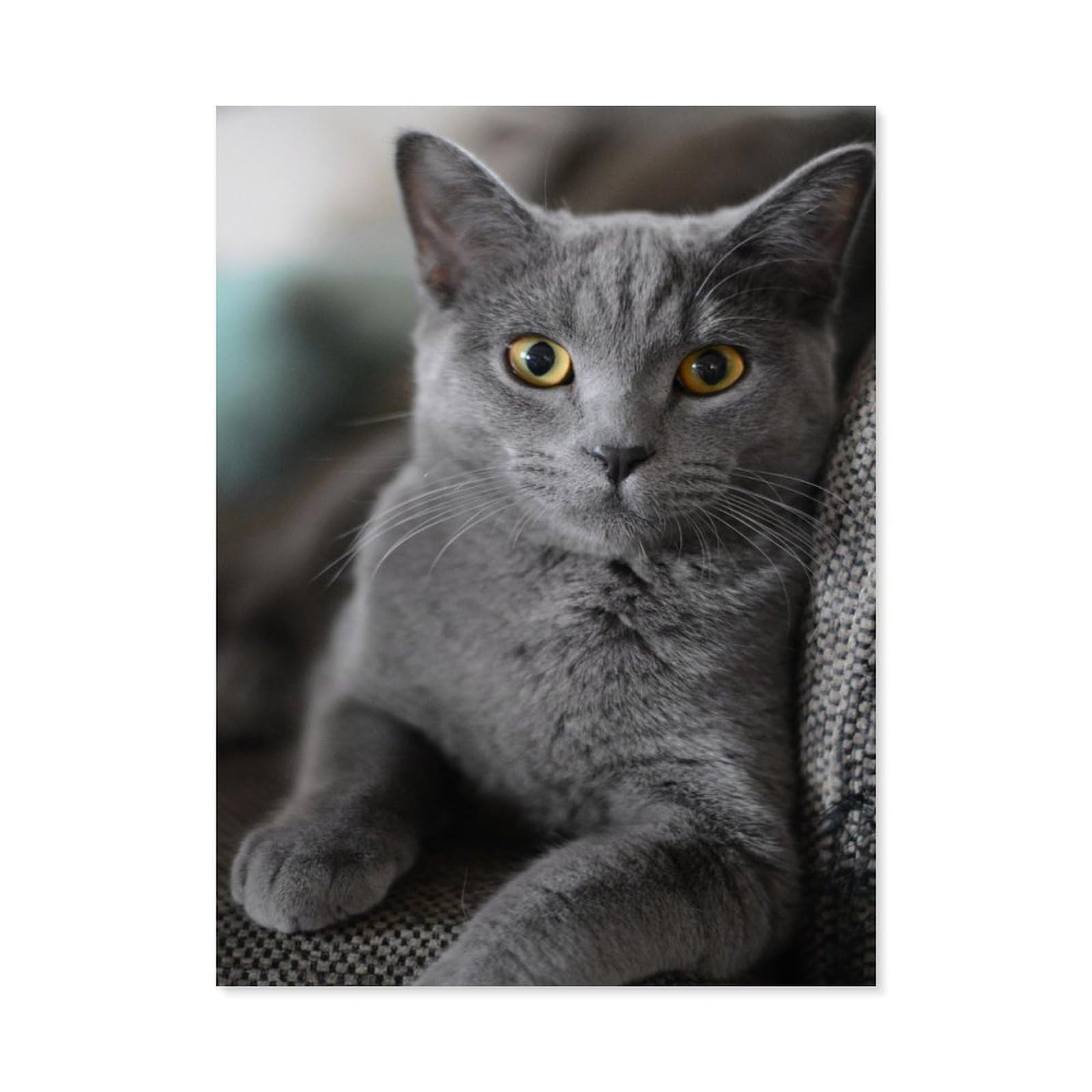 Paint by Numbers，Gray cat，DIY Paint by Numbers Kits for Adults Kids,Canvas Oil Painting with Brushes and Acrylic Pigment Paint by Numbers Arts Craft for Home Wall Decor(30x40cm) 11.8x15.7 inches-J4