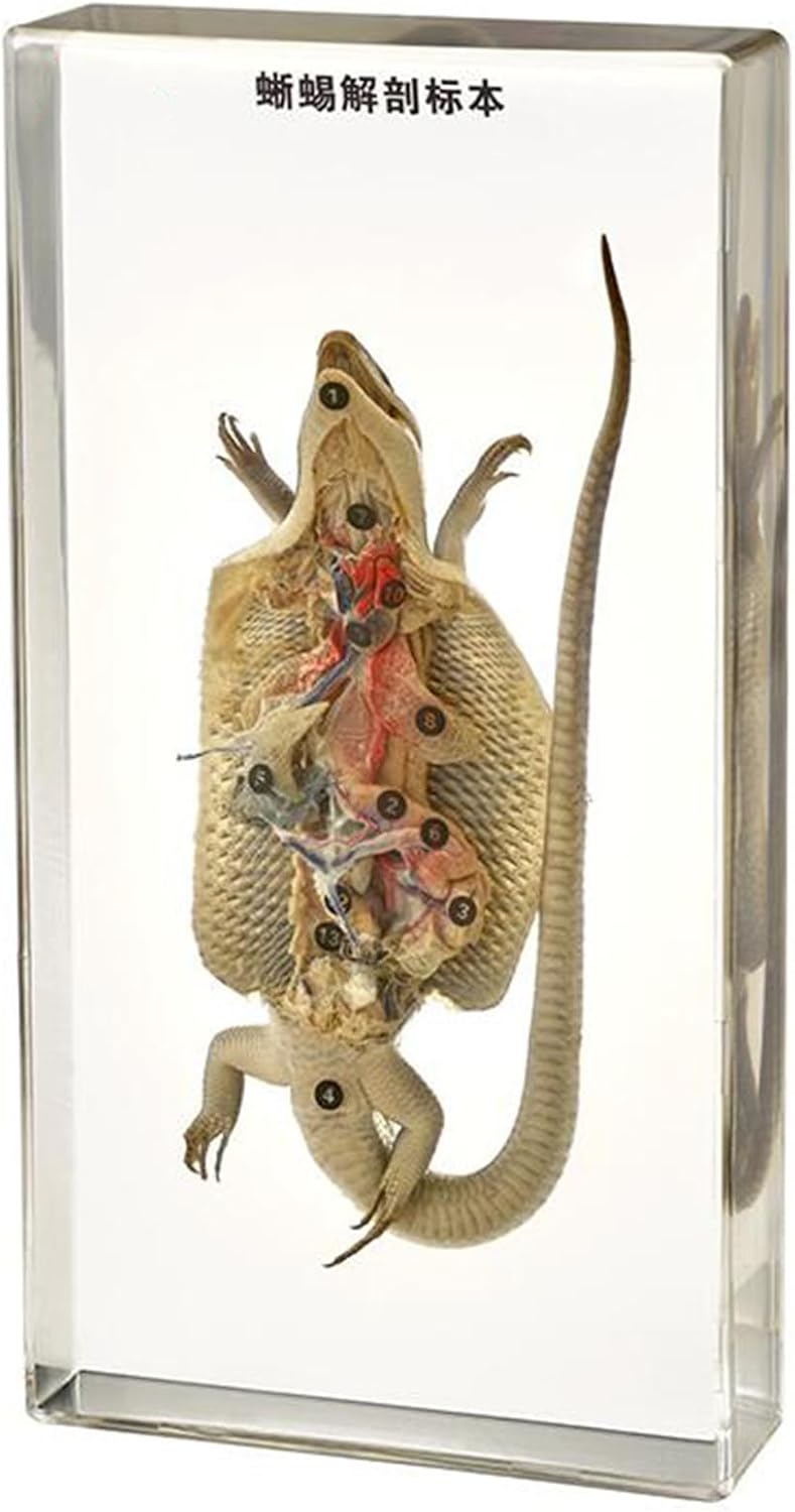 Lizard Anatomy Specimen - Real Lizard Embedded Model Desk Paperweight - Acrylic Lizard Dissected and Immersed Specimens - for Biological Teaching