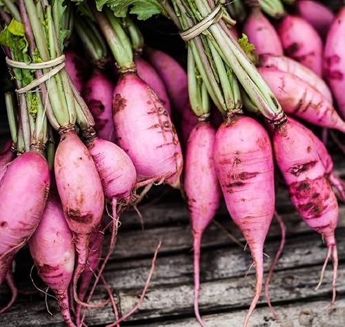 Miniatura 1 de Semillas de rábano para plantar  Semillas de vegetales tradicionales sin OMG  Paquetes completos de instrucciones para plantar en tu jardín al aire