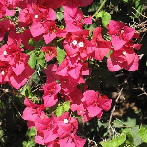 Mphmi Live Plant Nursery NCR Plants Bougainvillea Plant Dwarf