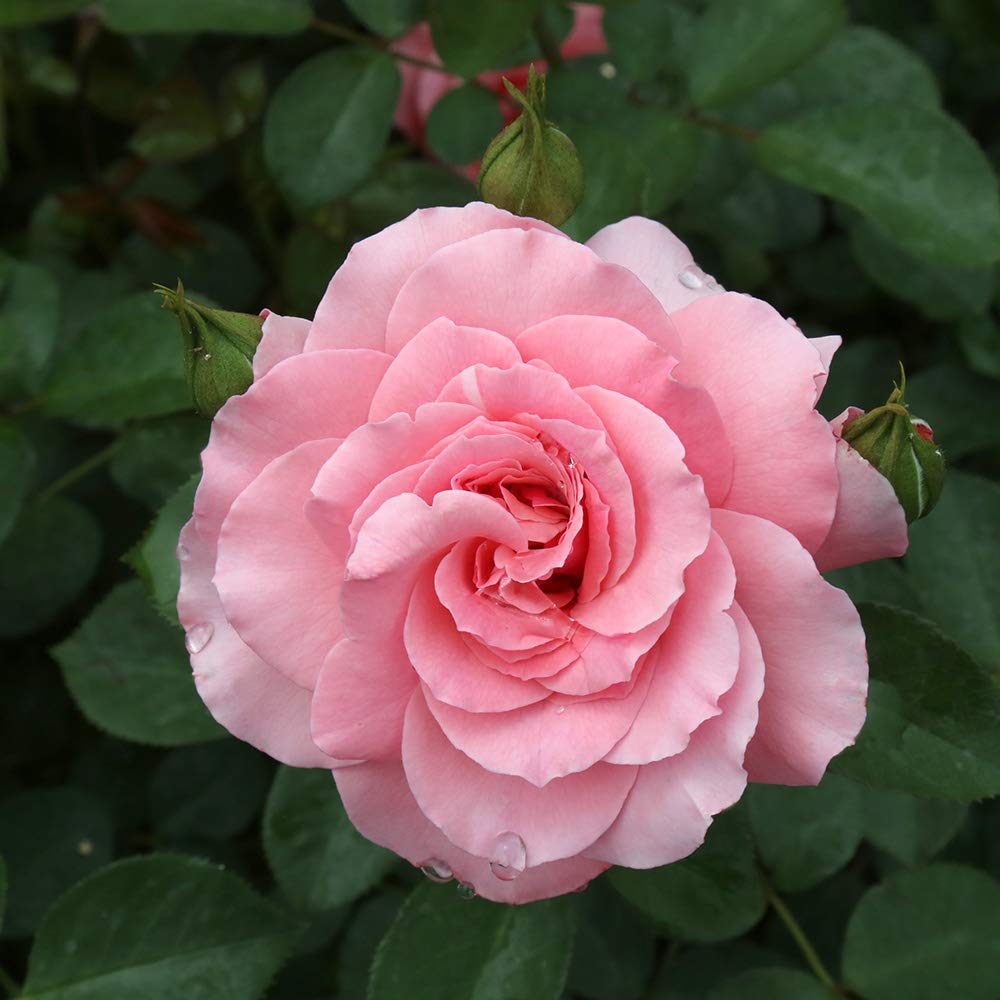 Amazon.com : Heirloom Roses Rose Plant - Sexy Rexy® Pink Rose Bush