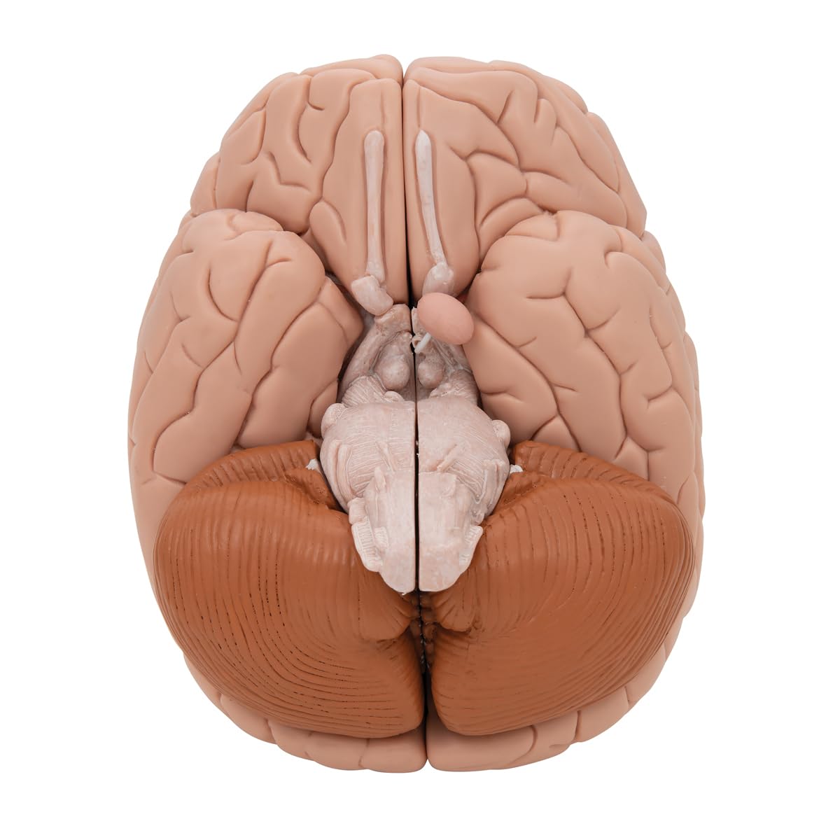 3B Scientific C17 Encéfalo de Lujo, desmontable En 8 Piezas - 3B Smart Anatomy