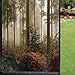 est Window Film Window Film Privacy,Mystic DarkFog Atmosphere Deep in The est Woodland Nobody Silence Image Window Film Privacy Tint Bathroom Office Living Room,Brown Orange Green 24 x 36