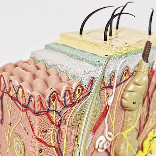 Miniatura 4 de Modelo de piel, modelo de estructura de capa de piel anatómica ampliada 50X con cabello para el aula de ciencias, aprendizaje y enseñanza, pantalla