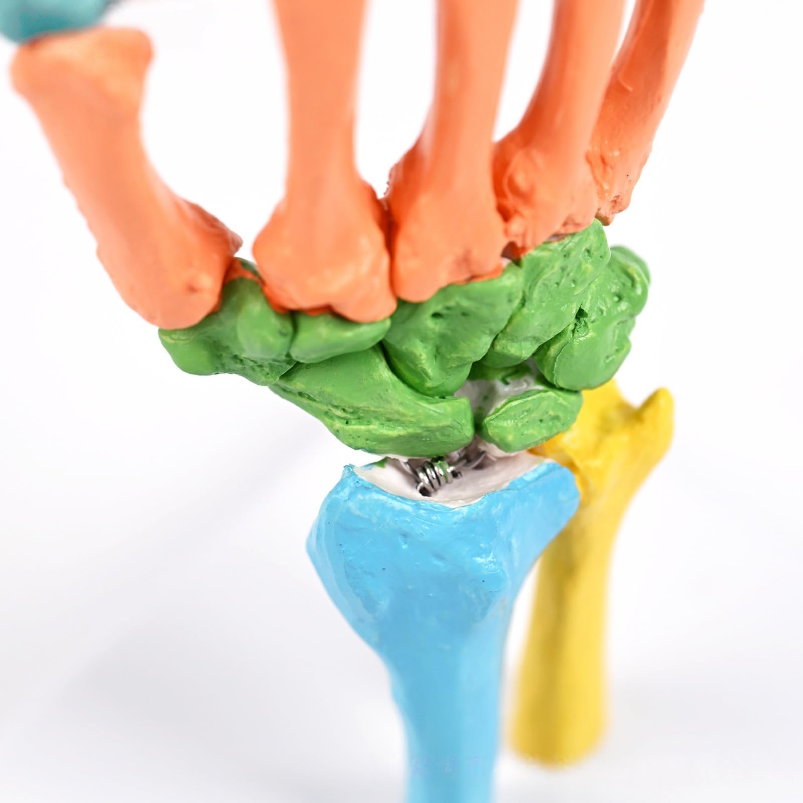Scheletro umano a grandezza naturale, modello anatomico con articolazioni mobili, modello osso manuale codificato a colori per lezioni aule, strumento studentesco