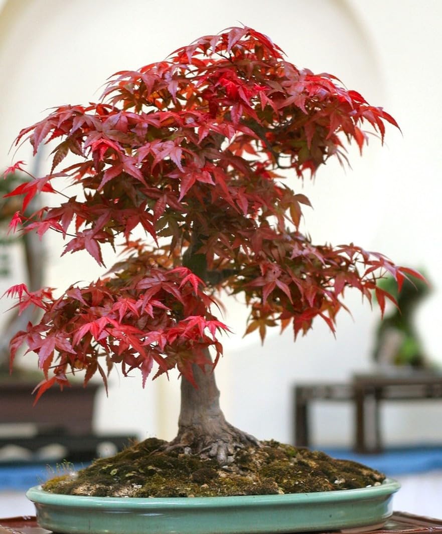 Amazon.com : Japanese Red Maple Seeds, Bonsai Seeds, Pack of 30