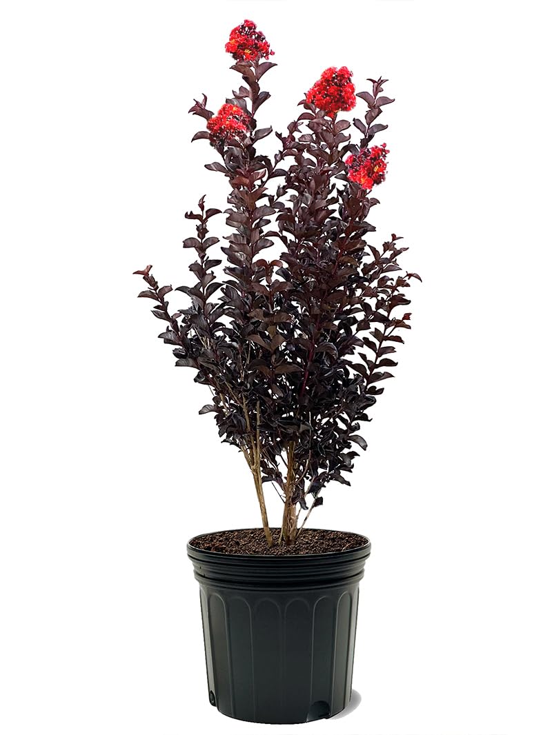 Black Diamond Crimson Red Crape Myrtle