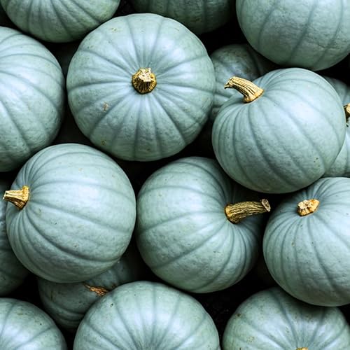Semillas de calabaza azul exóticas | Paquete de 10 semillas | Semillas de calabaza azul Jarrahdale