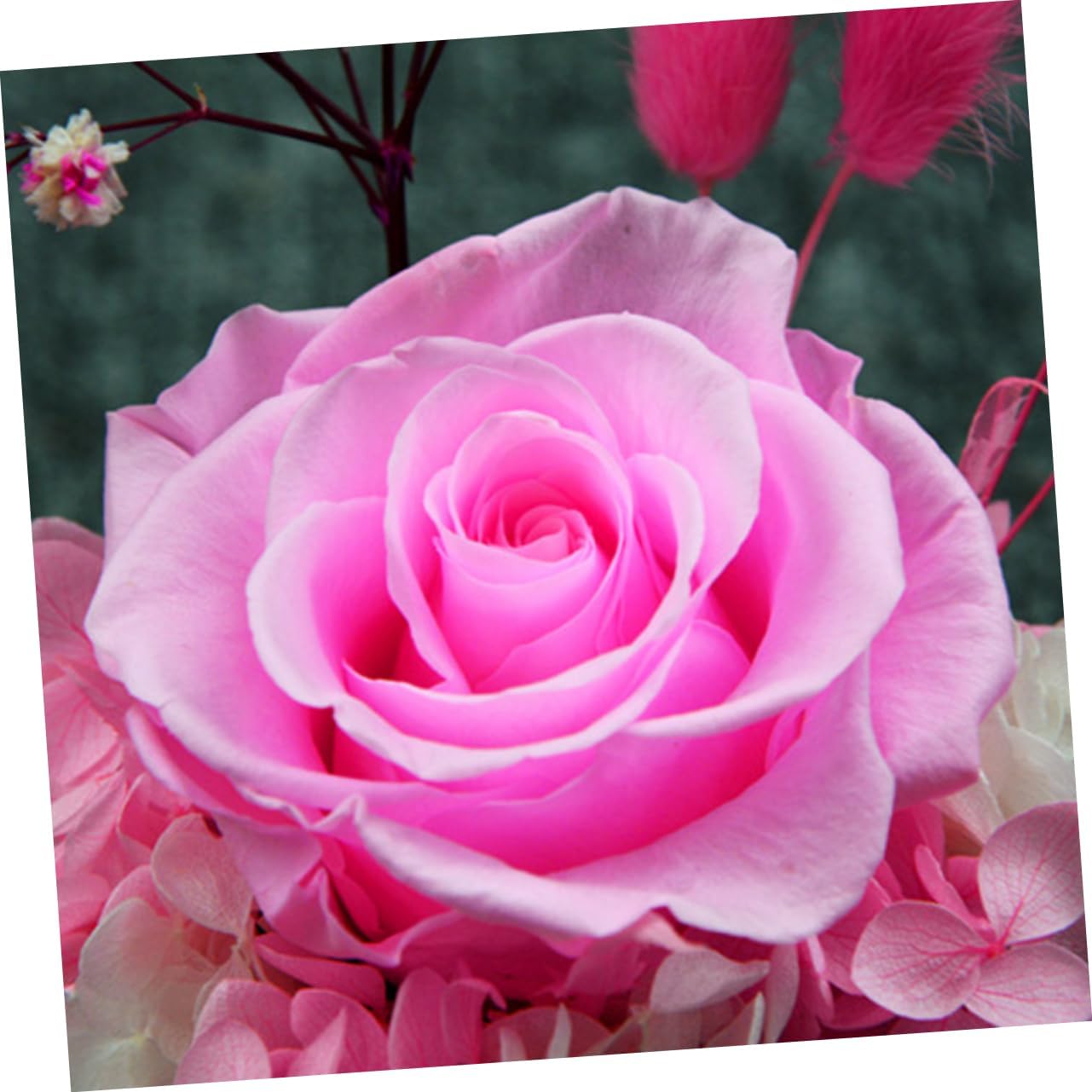 Romantic Preserved Rose Glass Dome Box for Valentine Day Mother Day Weddings Anniversaries Eternal Decor Sturdy Base