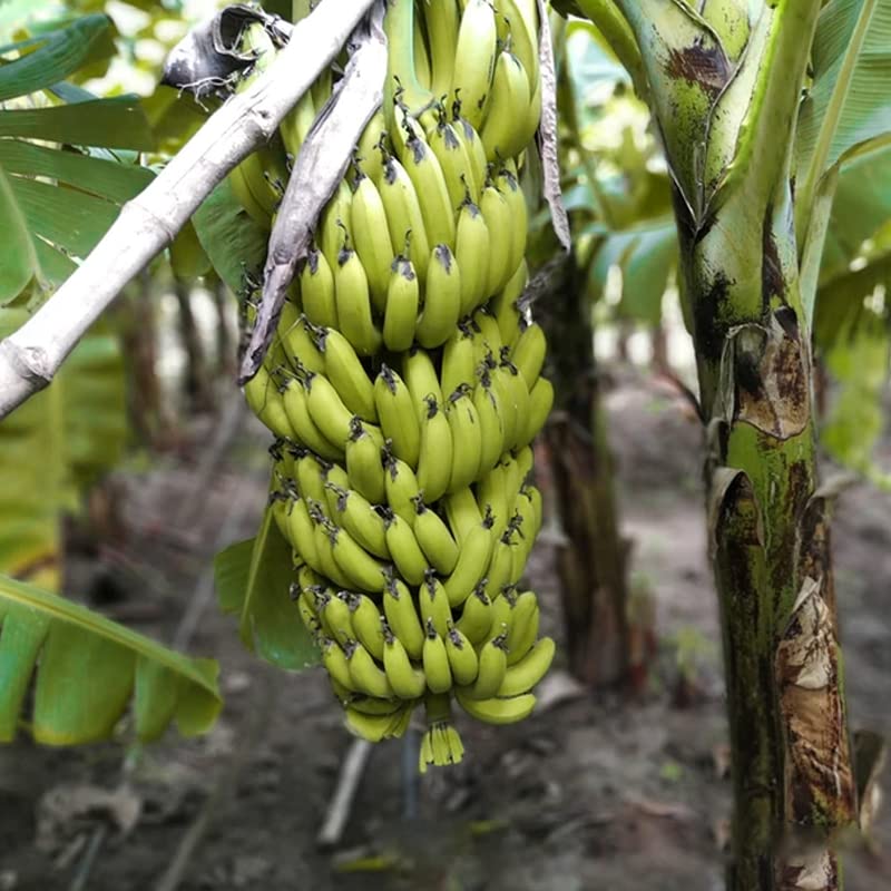 Natura GreenHouse Pack Of 2 g9 banana plant hybrid g9 banana tissue culture plant 2 Plans Combo (B0C5TNVZVW) Amazon Price History, Amazon Price Tracker