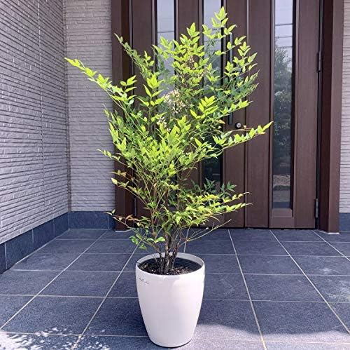 Amazon Co Jp アカナンテン 赤南天 7号 ラスターポット 樹高70cm前後 鉢底から 南天の木 化粧鉢 庭木 植木 常緑樹 Diy 工具 ガーデン Amazon Co Jp アカナンテン 赤南天 7号 ラスターポット 樹高70cm前後 鉢底から 南天の木 化粧鉢 庭木 植木 常緑樹 Diy 工具 ガーデン