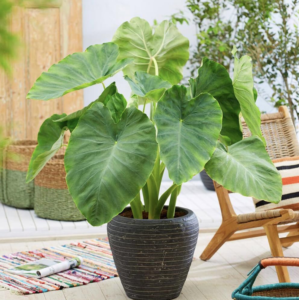 Amazon.com : 20 Green Elephant Ear Taro Bulbs - cocoyam, dasheen, eddo,  Egyptian Ginger, IMO, kalo, colocasia antiquorum, IMO, Dalo, Taro : Patio,  Lawn & Garden