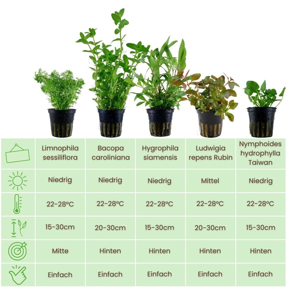 AquaOne Aquarium Pflanzen I 5x Wasserpflanzen I Schnellwachsende Anti Algen Aquarienpflanzen I Bacopa Limnophila Hygrophila Ludwigia Nymphoides I Algenkiller Set