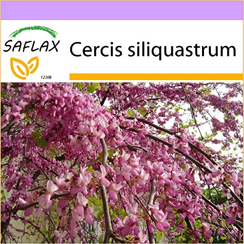 SAFLAX - Árbol del amor - 60 semillas - Cercis siliquastrum