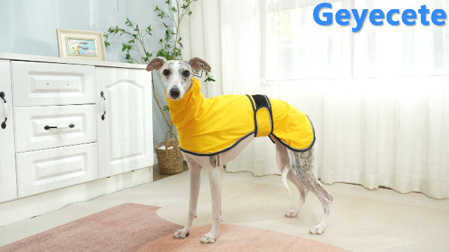 Impermeabile Per Cani Leggero E Regolabile - Con Riflettenti Per Levrieri, Lurcher E Whippet, Giallo Taglia L - Foto 9