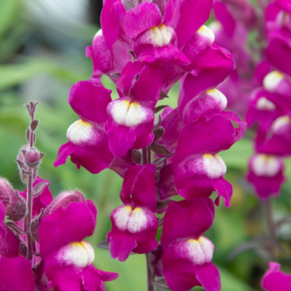 Antirrhinum Shiryu Kiss 1 x 9cm Pot Hardy Perennial Snapdragon Plant T&M