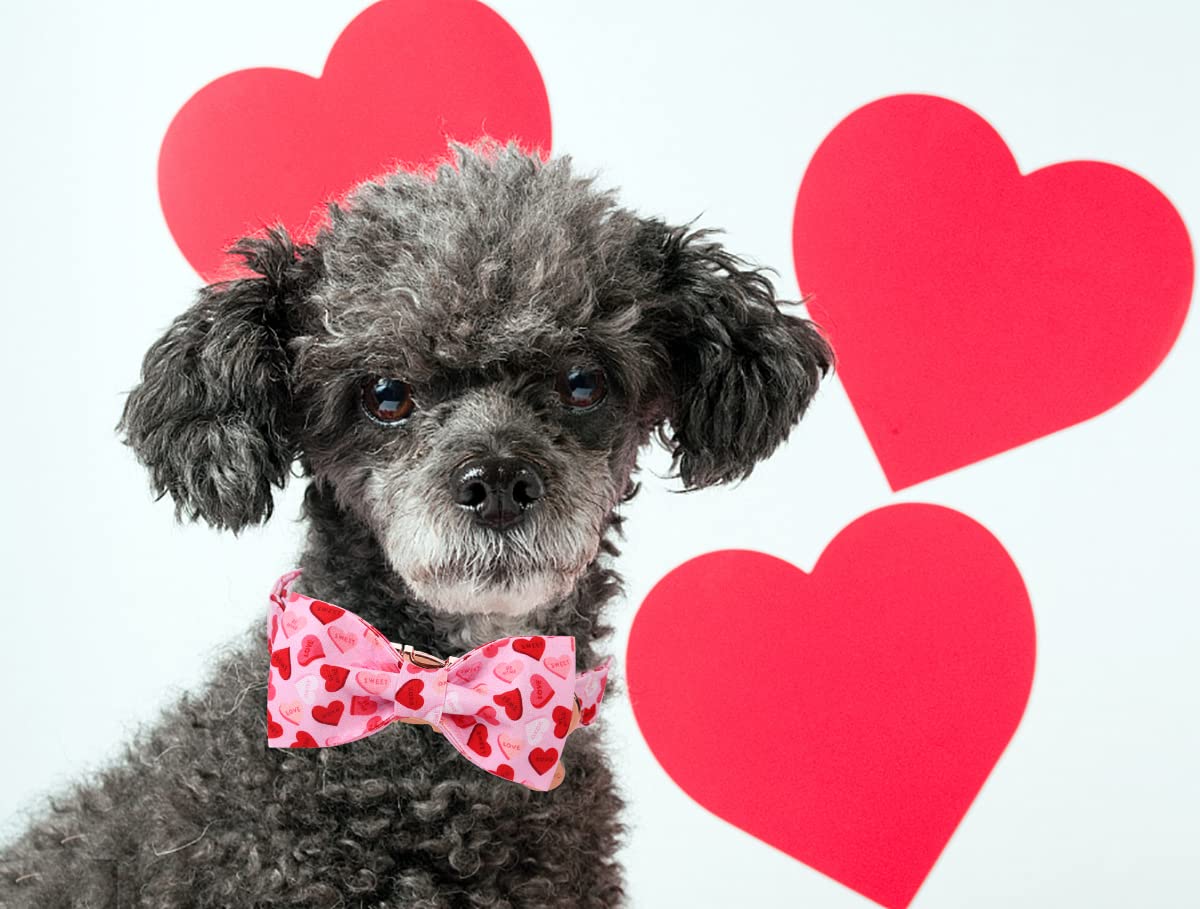 dog valentines bow tie