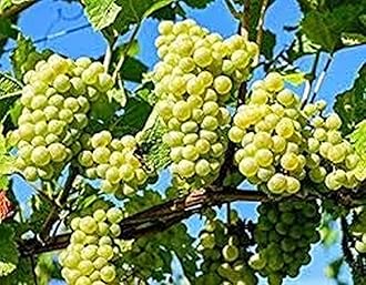 Ohhsome Grape Angoor (Seedless) Plant With Pot" Exotic Tropical Garden (Healthy Live Plant)