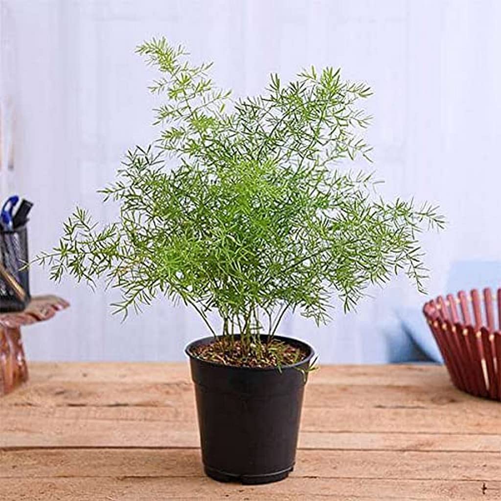 OhhSome Rare Shathavari (Asparagus Racemosus)"Curer Of Hundred Diseases" Ayurvedic Medicinal Plant - 1 Live Herbal Plants For Home Garden (Healthy Plant)