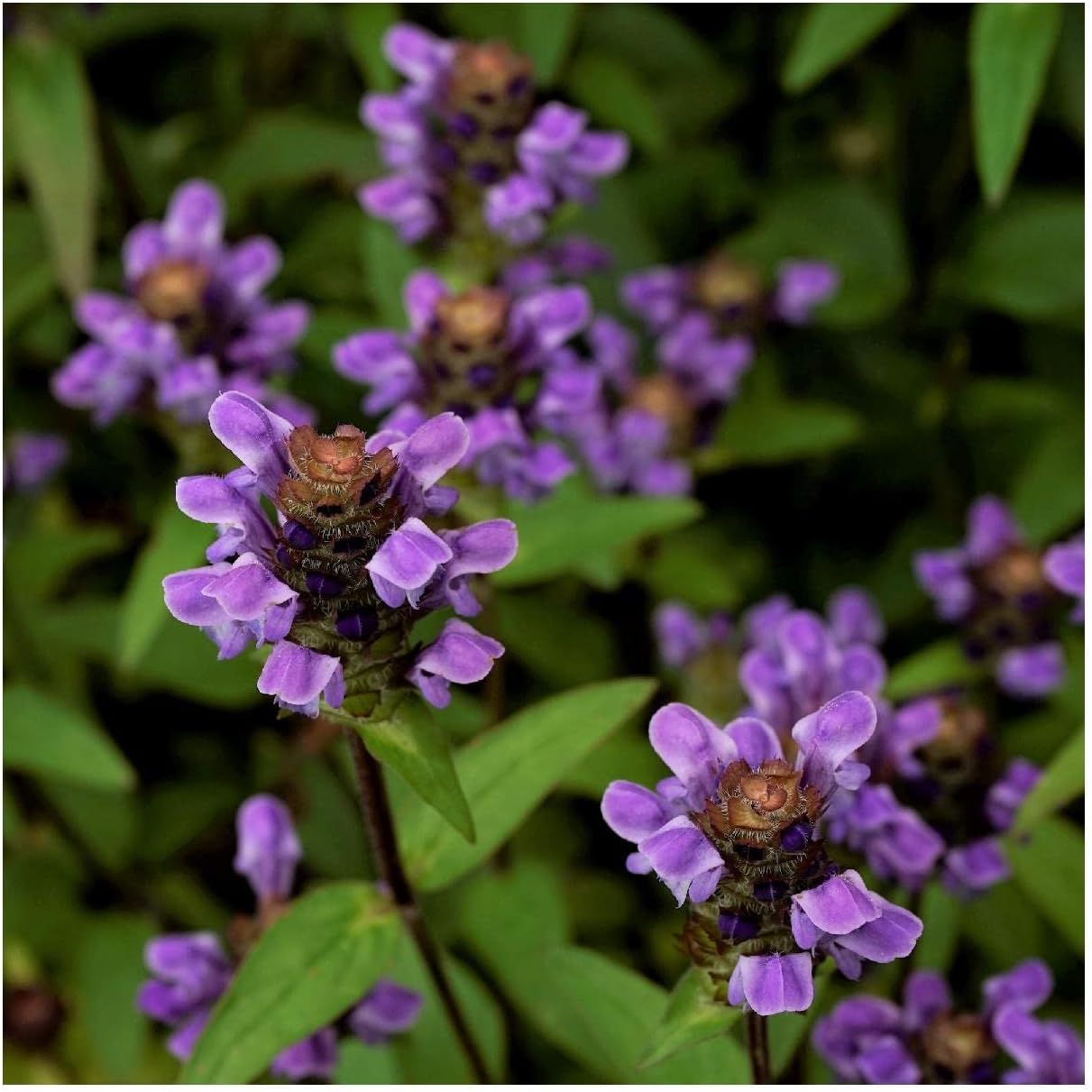 Everwilde Farms - 1/4 Lb Heal All Native Wildflower Seeds - Gold Vault