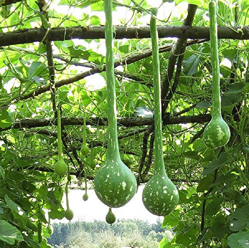 Dipper Gourd Seeds - 25 Count Seed Pack - Non-GMO - a Species of Hard-shelled Gourd Grown for The Ornamental Value of its Fruit. - Country Creek Acres