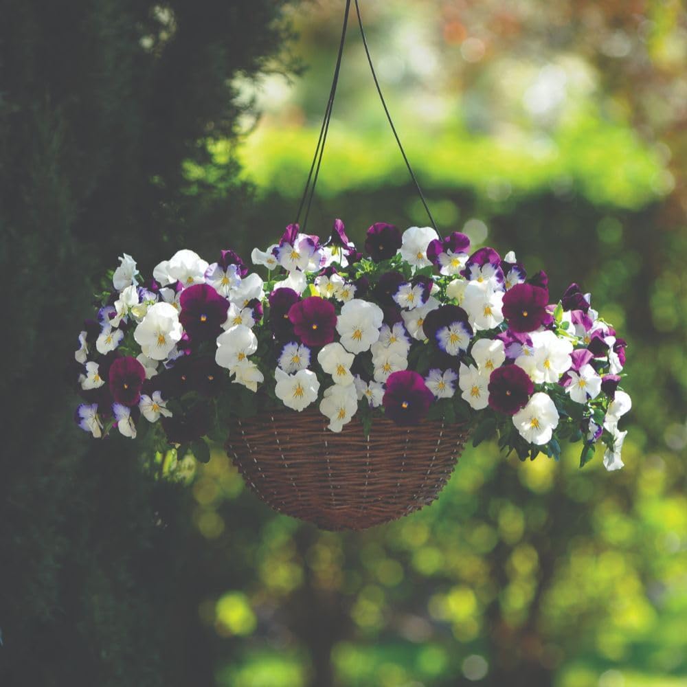 Pansy Cool Wave Berries & Cream Mix Trailing Plants 48 x Garden Ready Plants - Winter Hardy, Year-Round Flowering Garden Plants Thompson & Morgan