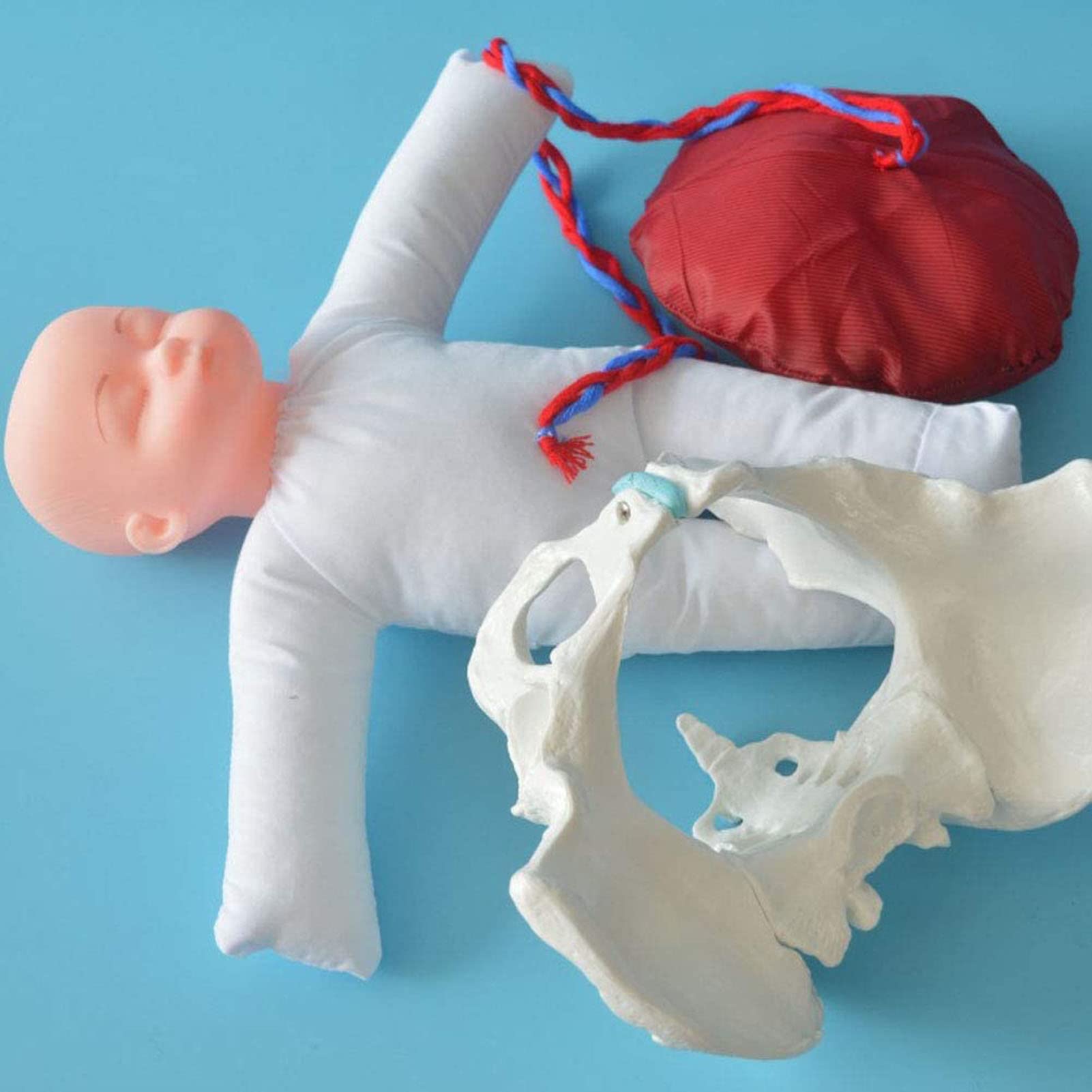 Weibliches knöchernes Beckenmodell, Hebammen Trainingsmodell Geburtsmodell Hüftmodell - Fetal/Nabelschnur/Plazenta Liefermodell Beckenmodell für Studienanzeige Unterrichtsmedizin, White A, L