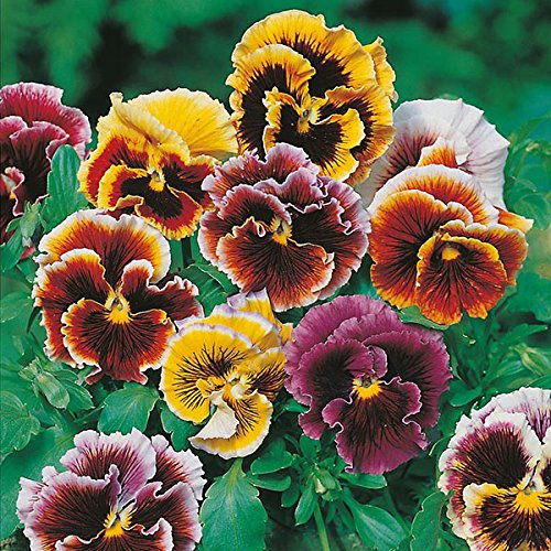 Floral Treasure Rare Exotic " Frou Frou Mixed " Pansy 20 Seeds Pack for growing