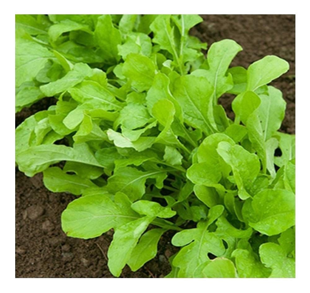 Premier Seeds DirectRocket - Salad - Cultivated - 60,000 Seeds