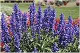 50 Graines Semences   Sauge farineuse Blue Plus   plantes annuelles   100
