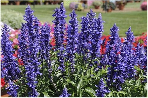 50 Graines Semences - Sauge farineuse Blue Plus - plantes annuelles - 100