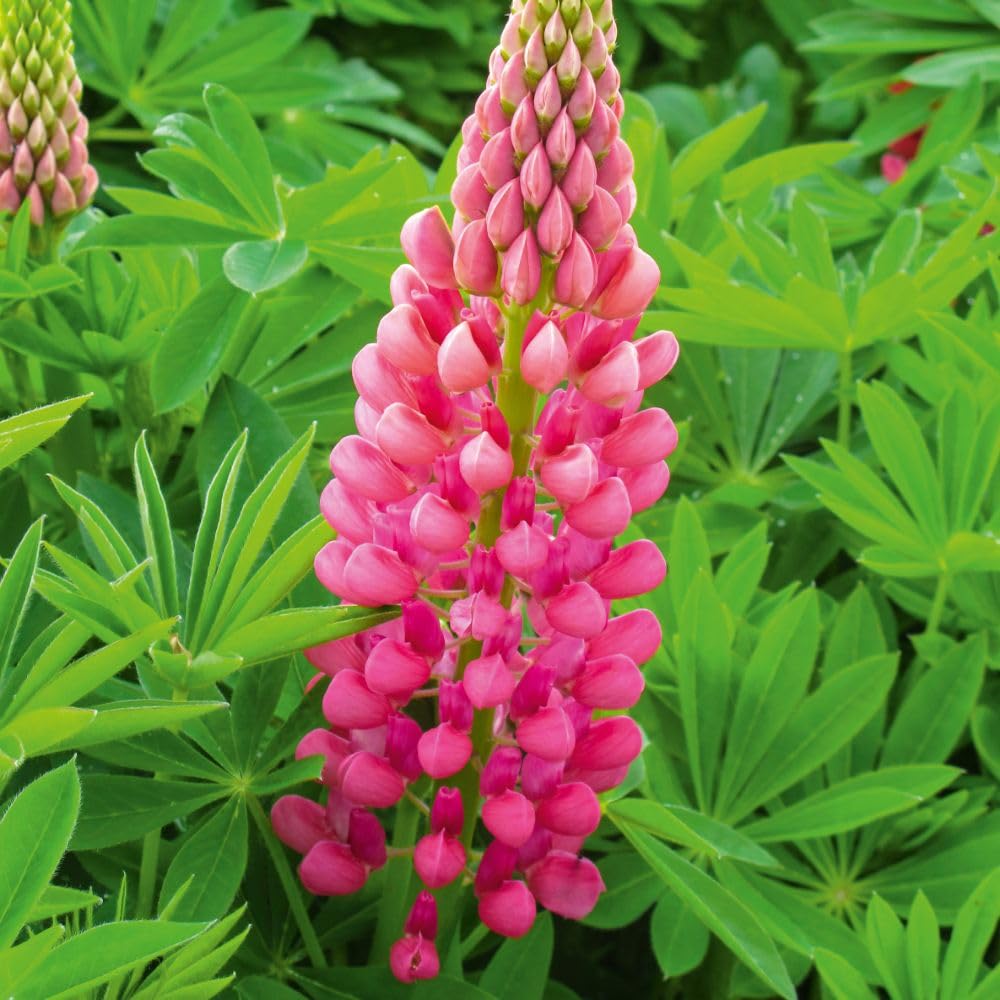 Lupin Gallery Red Dwarf Hardy Perennial Vibrant Cottage Garden Favourite Perfect for Beds Borders or Pots 1x 1 Litre Pot by Thompson and Morgan