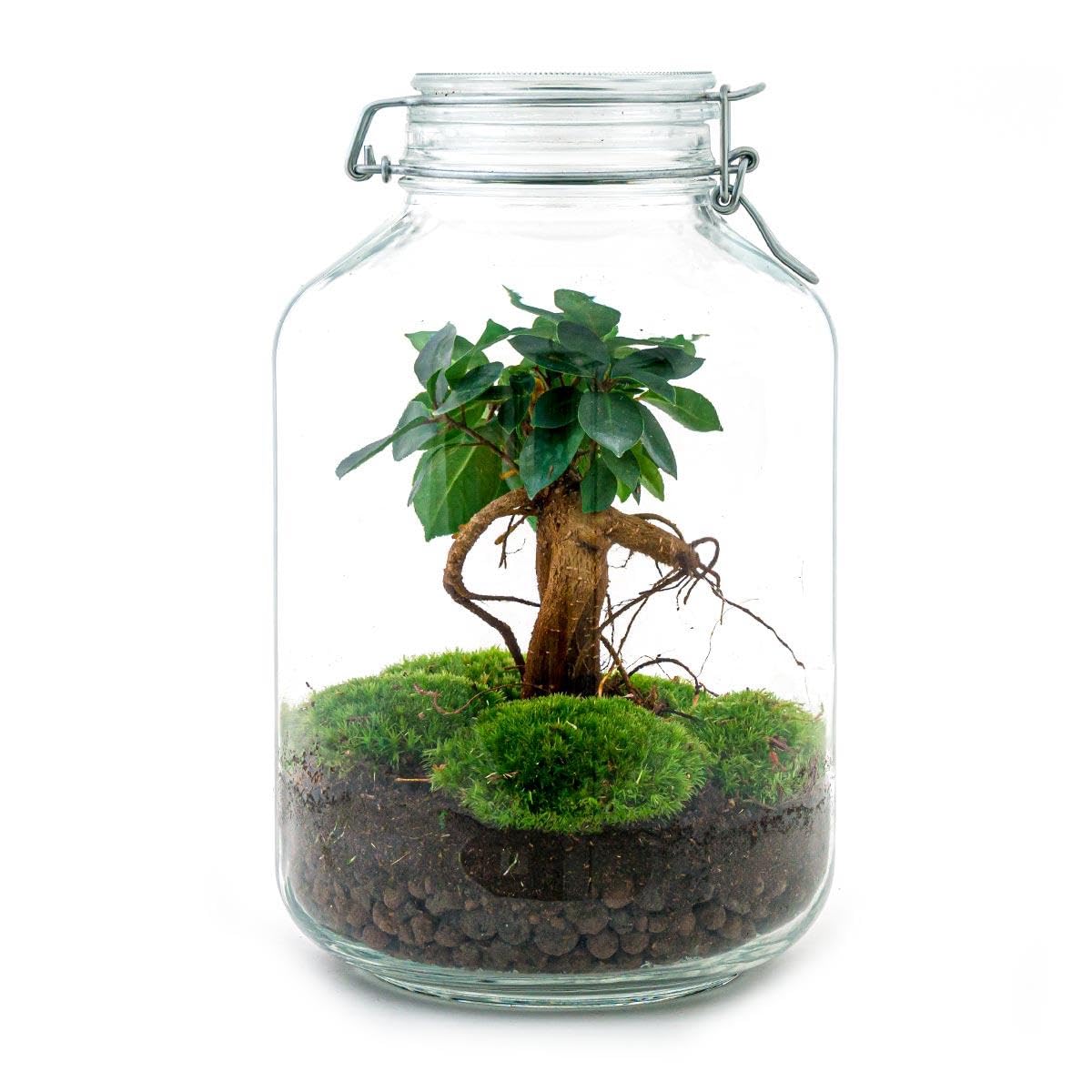 Terrario DIY de Cristal para Interior, Verde, 28 cm con Ficus Ginseng