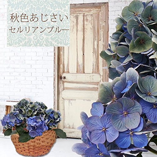 Amazon｜夏色-秋色セルリアンブルー さかもと園芸 達人のアンティーク
