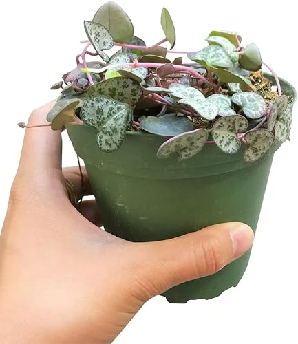 Miniatura 3 de String of Heart Ceropegia woodii (no abigarrado) (maceta de cultivo de 4 pulgadas)  Planta en forma de corazón  Planta de interior arrastrada para