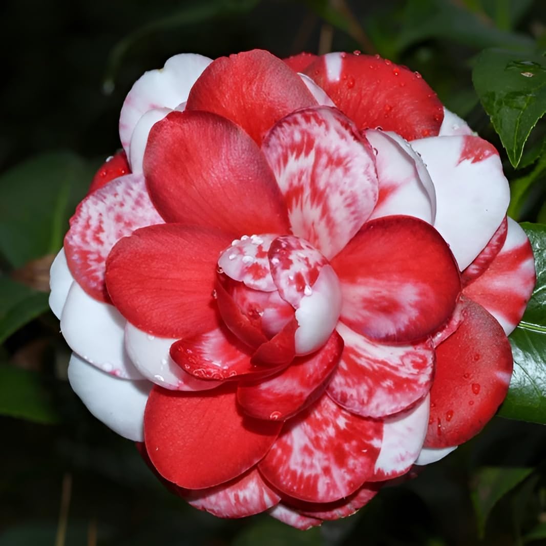 Oxiflora Camellia Flower live Plant (B0CZ91P9DV) Amazon Price History, Amazon Price Tracker