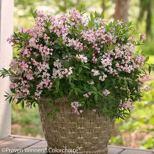 Amazon.co.jp: 花木苗 ヒメウツギ ユキチェリーブロッサム 品種登録