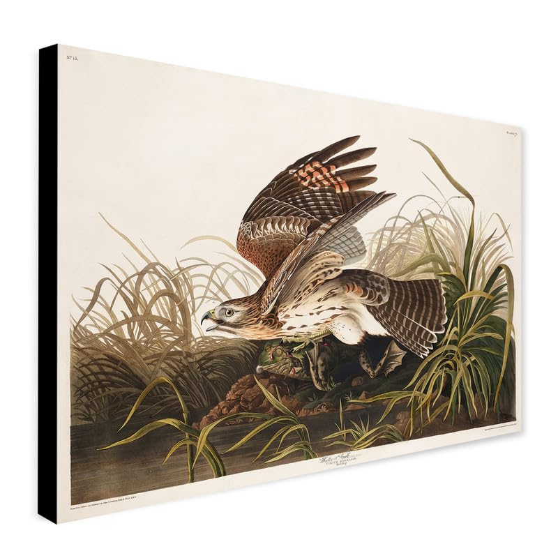 Winter Hawk from Birds of America (1827) by John James Audubon - Wrapped Framed Canvas Wall Art (A0 [46 x 32 inch / 117 x 81 cm])