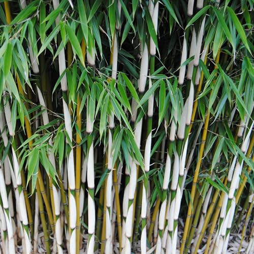 KVITER 50 Clumping Bamboo Plant Seeds (Fargesia Robusta) &ndash; Hardy Fargesia Bamboo Seeds Fast...