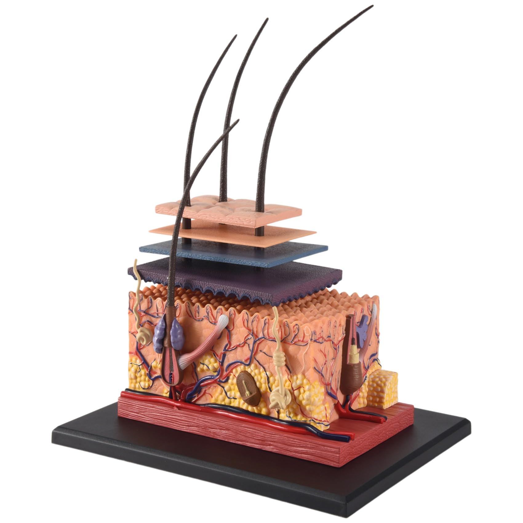 Modello anatomico 4D Pelle, Pelle umana & Hair Organ Anatomy, Puzzle Modello Educativo Scienza Modello Anatomico Assemblare Per L'insegnamento Medico